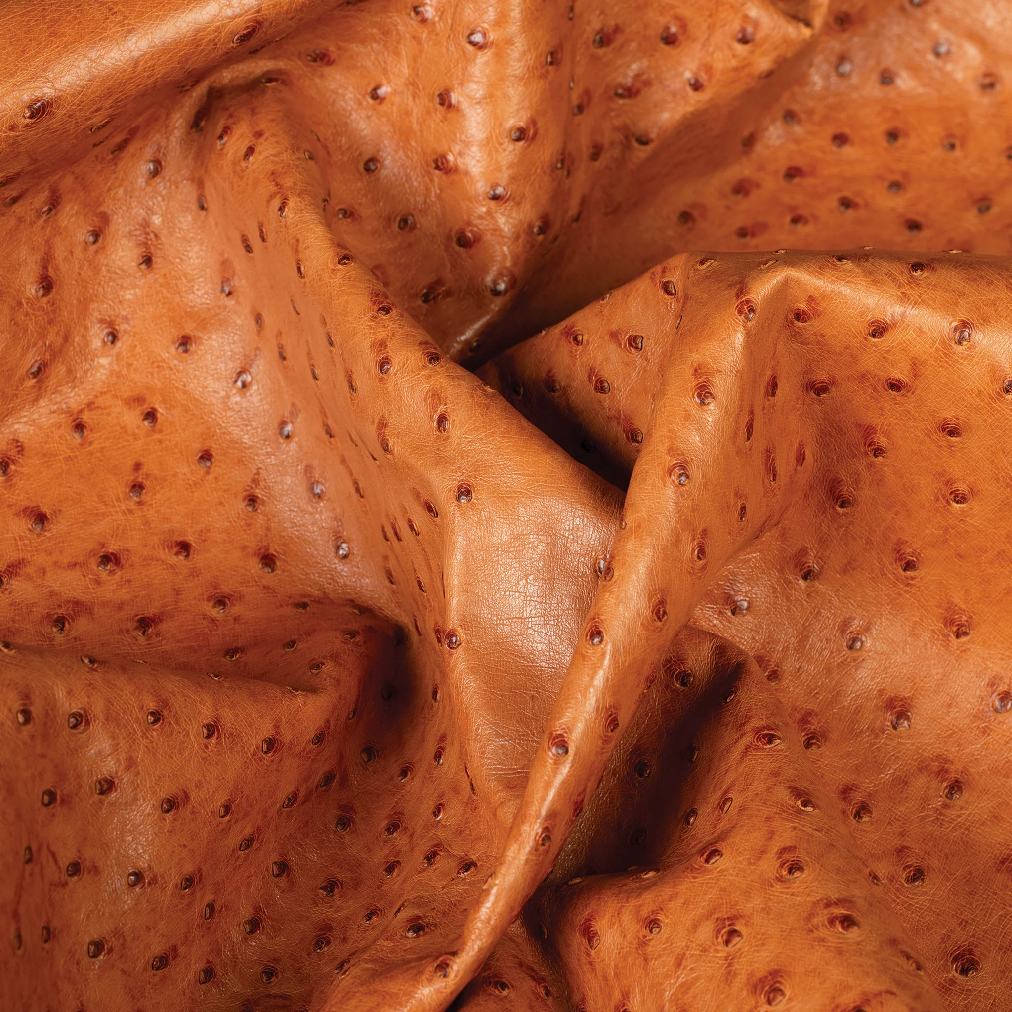 Ostrich Leather - Image 5