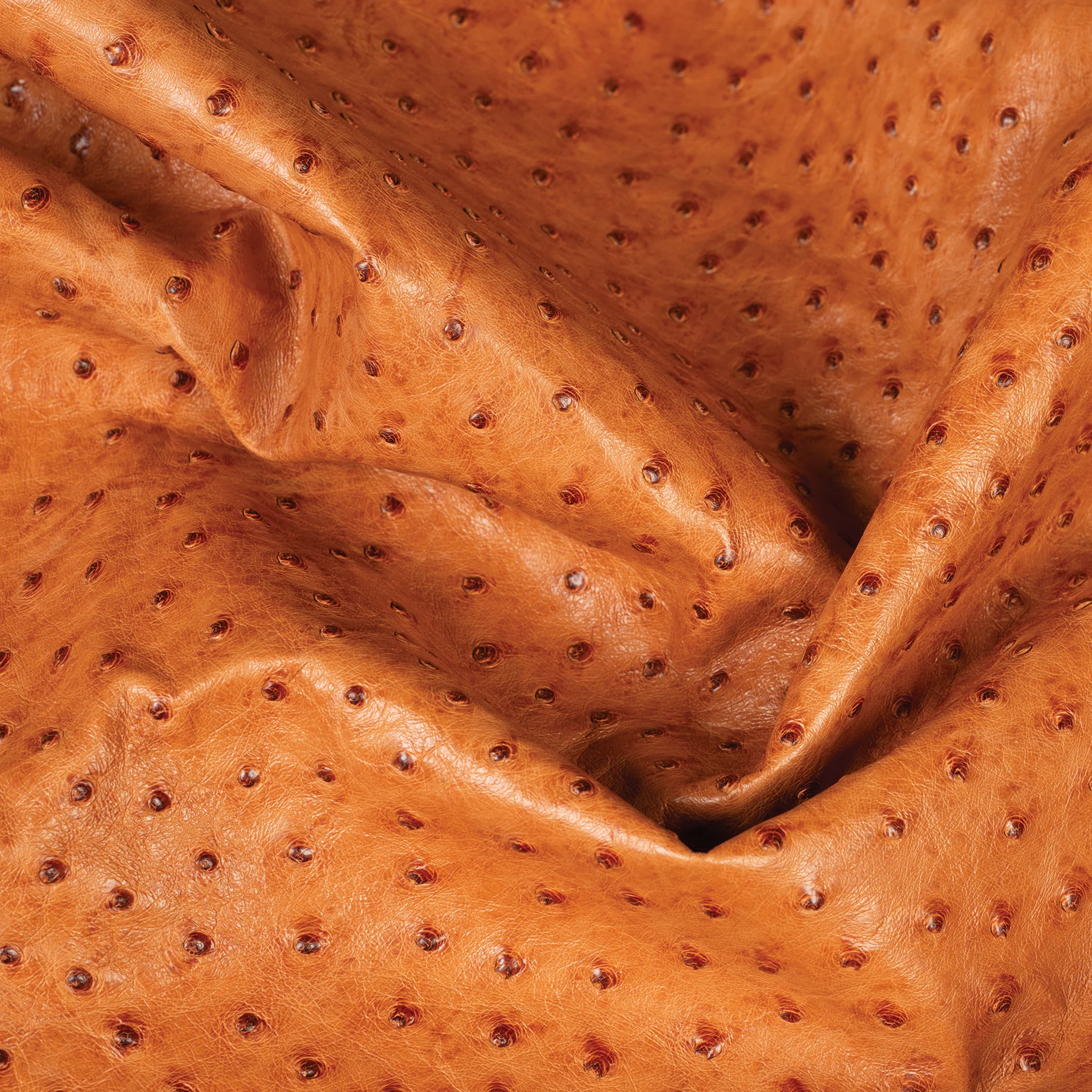 Ostrich Leather - Image 6