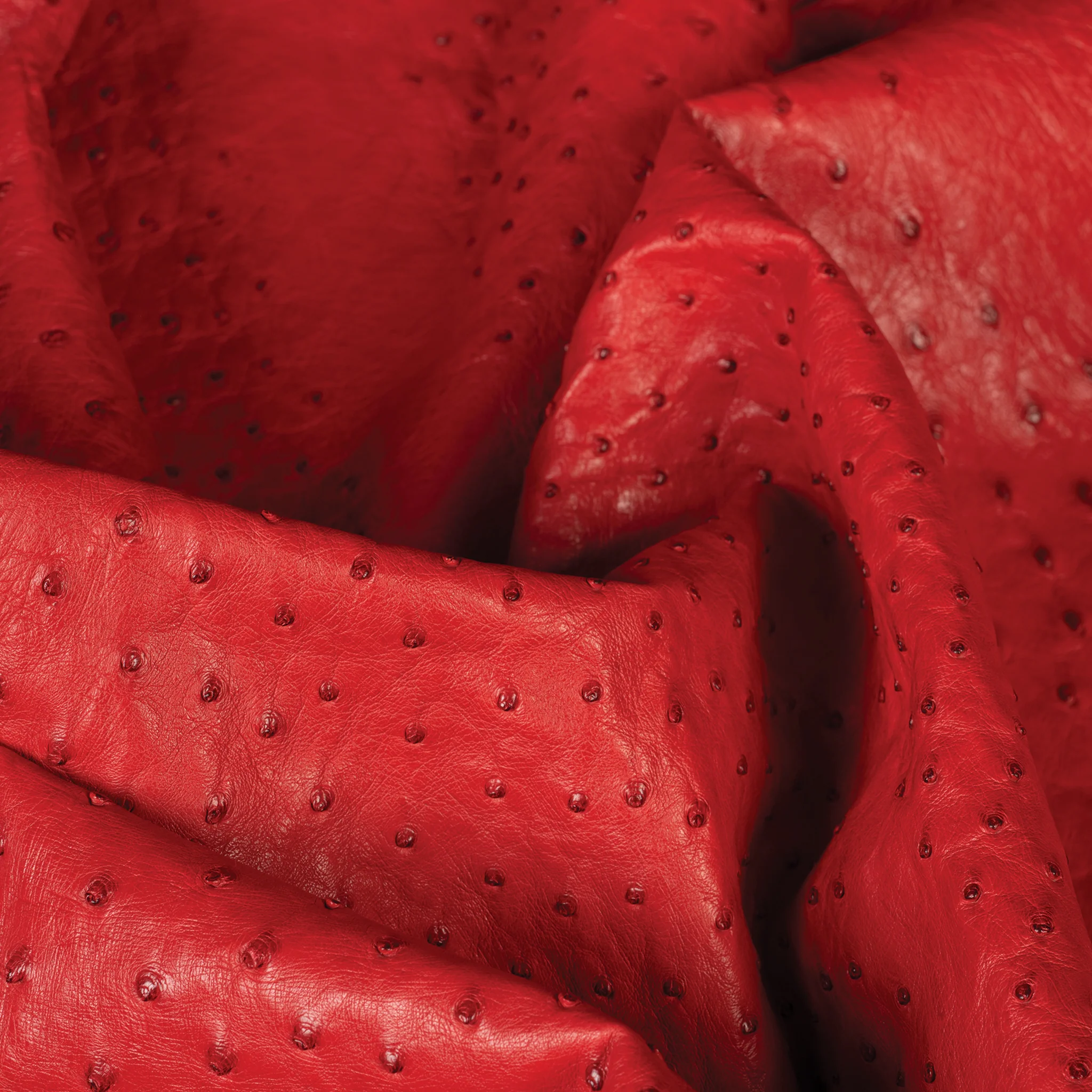 Ostrich Leather - Image 8